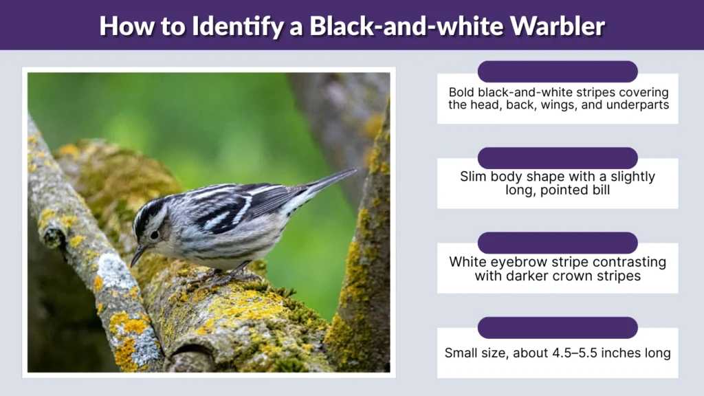 How to Identify a Black-and-white Warbler