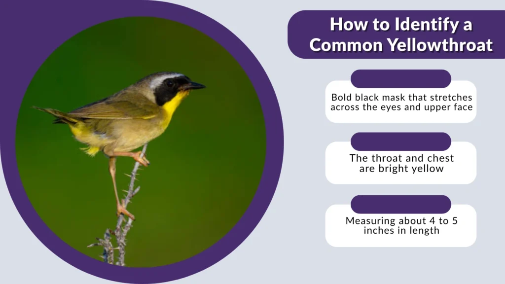 How to Identify a Common Yellowthroat
