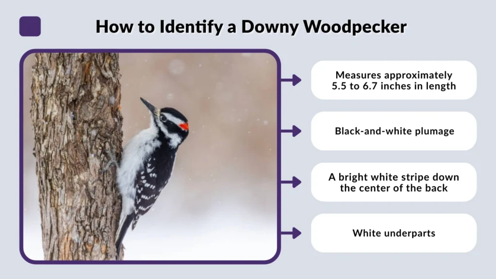 How to Identify a Downy Woodpecker