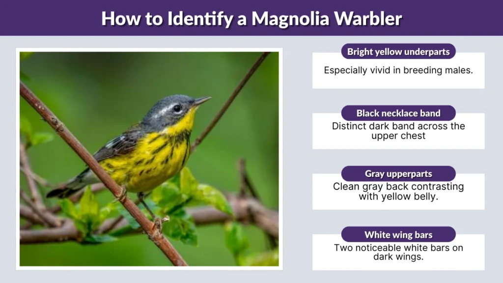 How to Identify a Magnolia Warbler