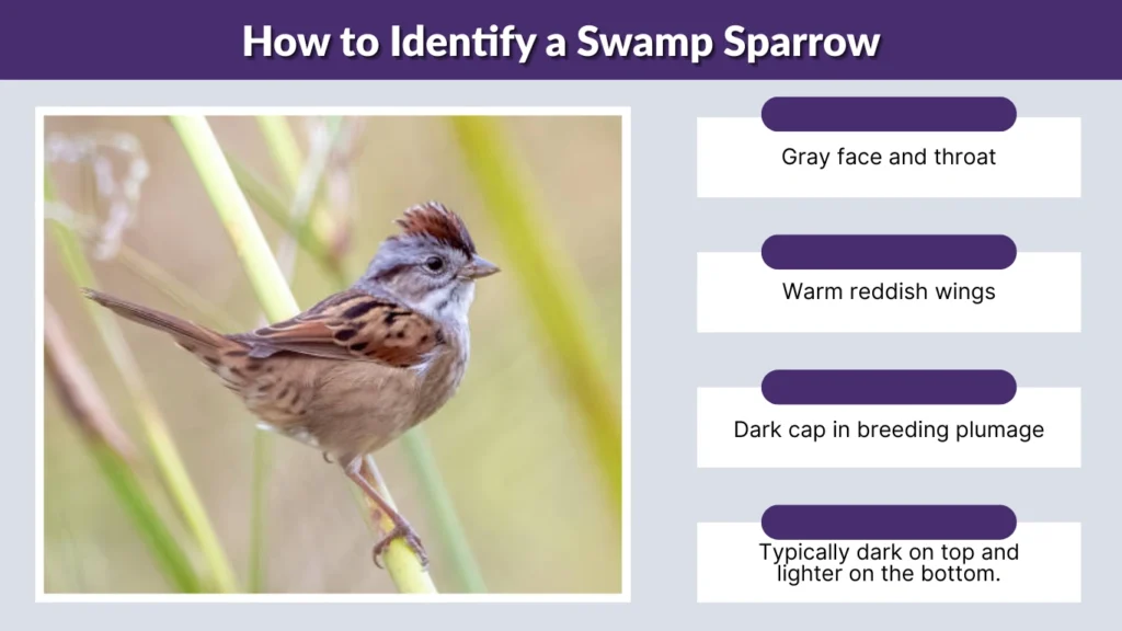How to Identify a Swamp Sparrow
