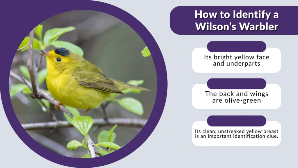 How to Identify a Wilson’s Warbler