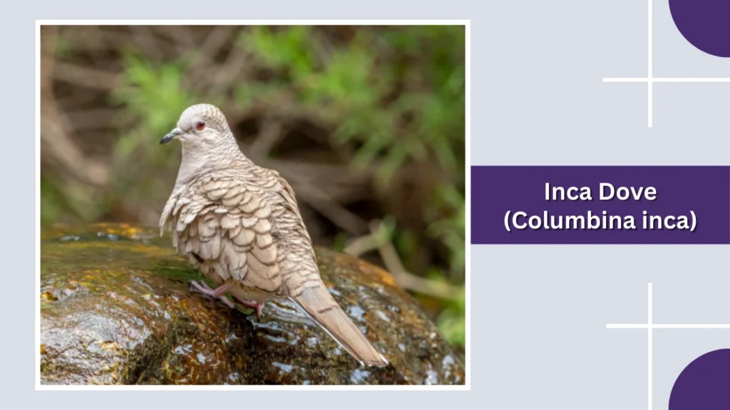 Inca Dove (Columbina inca)
