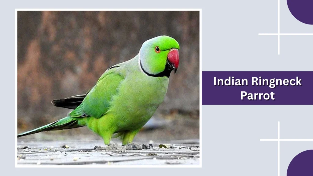 Indian Ringneck Parrot