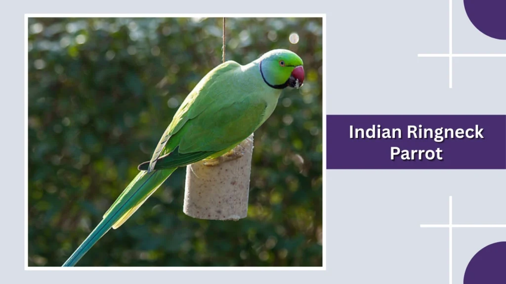 Indian Ringneck Parrot
