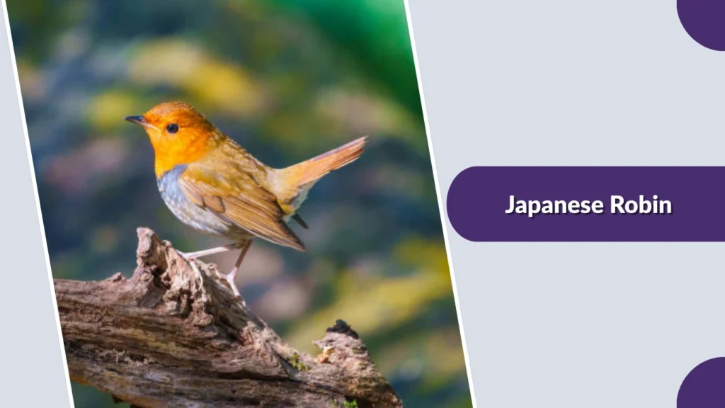 Japanese Robin