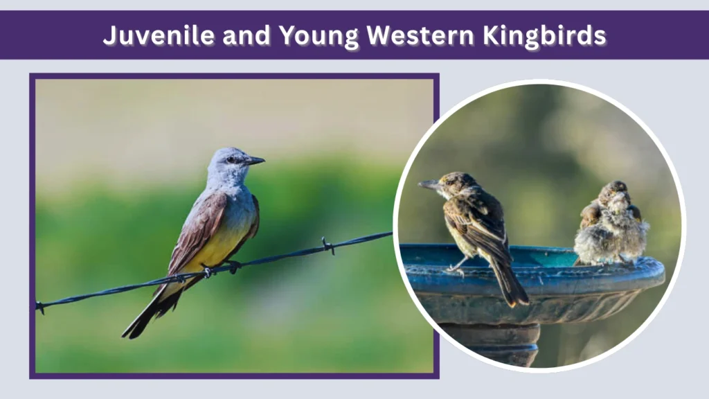 Juvenile and Young Western Kingbirds