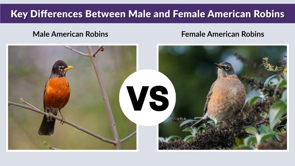 Key Differences Between Male and Female American Robins