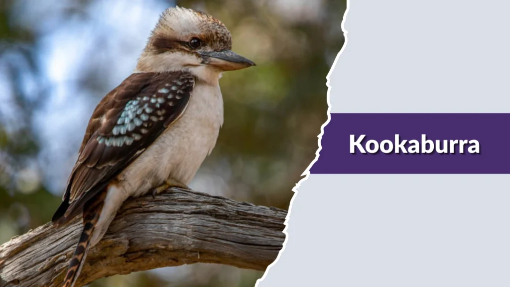 Kookaburra