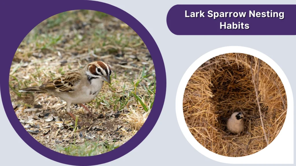 Lark Sparrow Nesting Habits