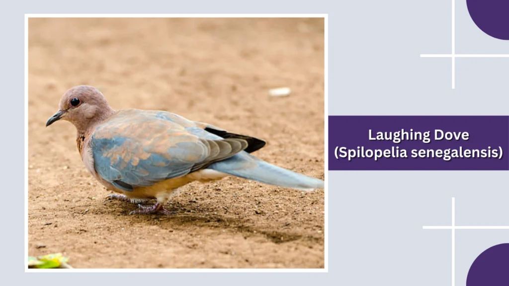 Laughing Dove (Spilopelia senegalensis)