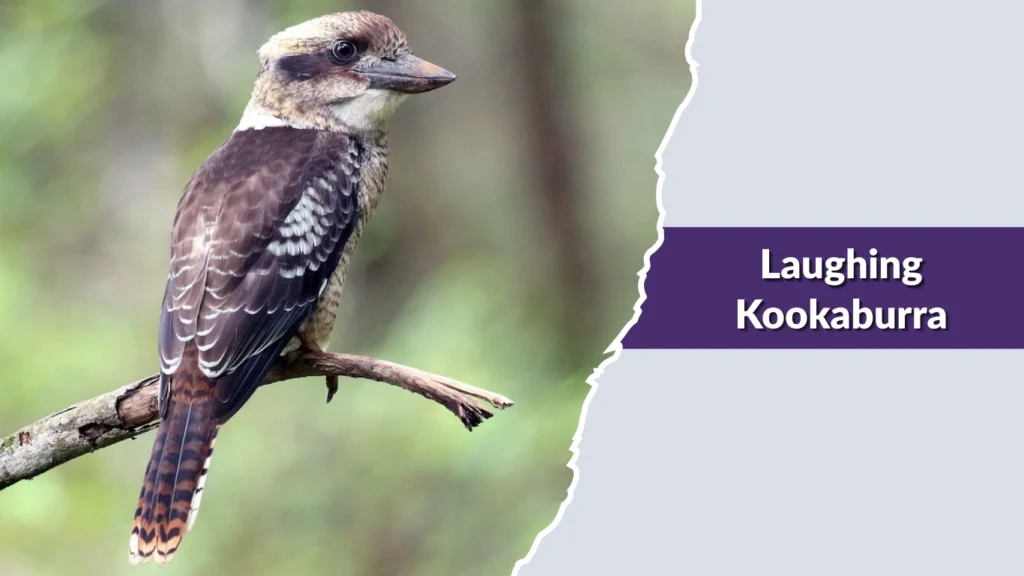 Laughing Kookaburra