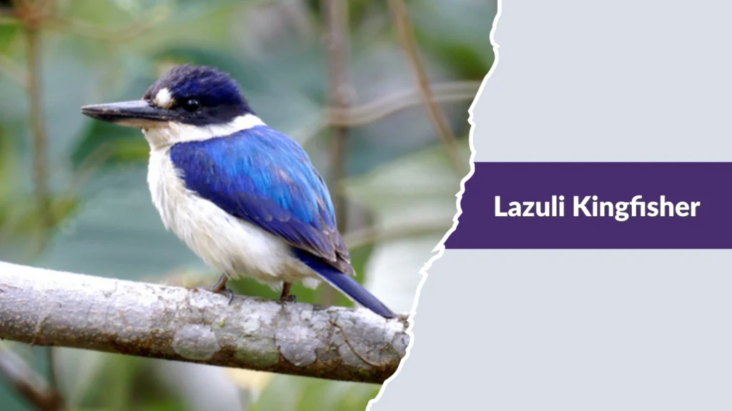 Lazuli Kingfisher