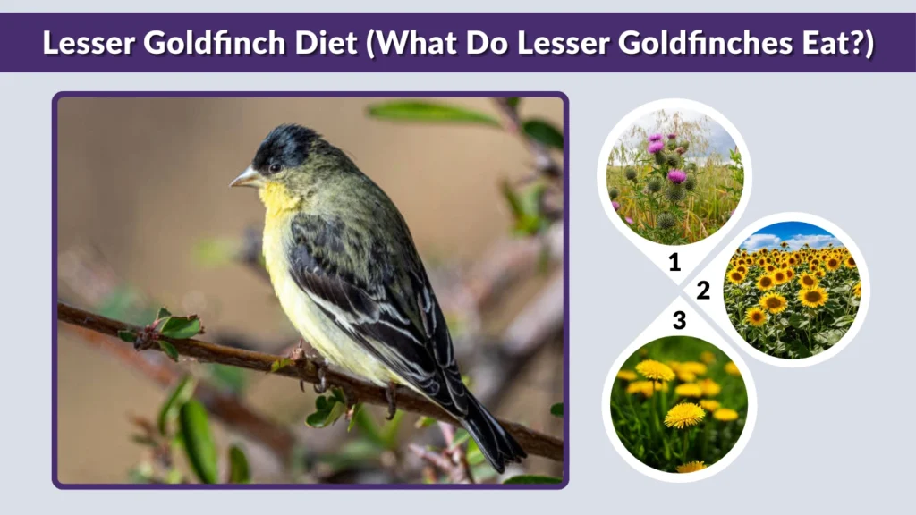 Lesser Goldfinch Diet (What Do Lesser Goldfinches Eat)