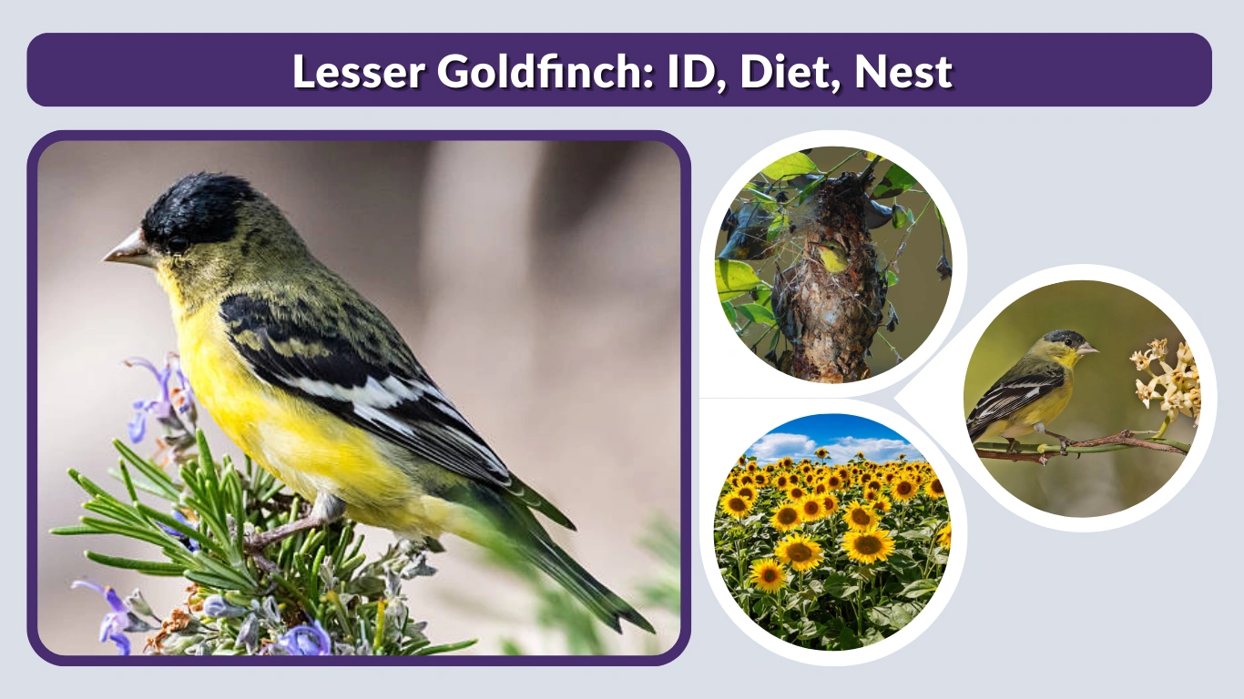 Lesser Goldfinch ID, Diet, Nest & Key Differences