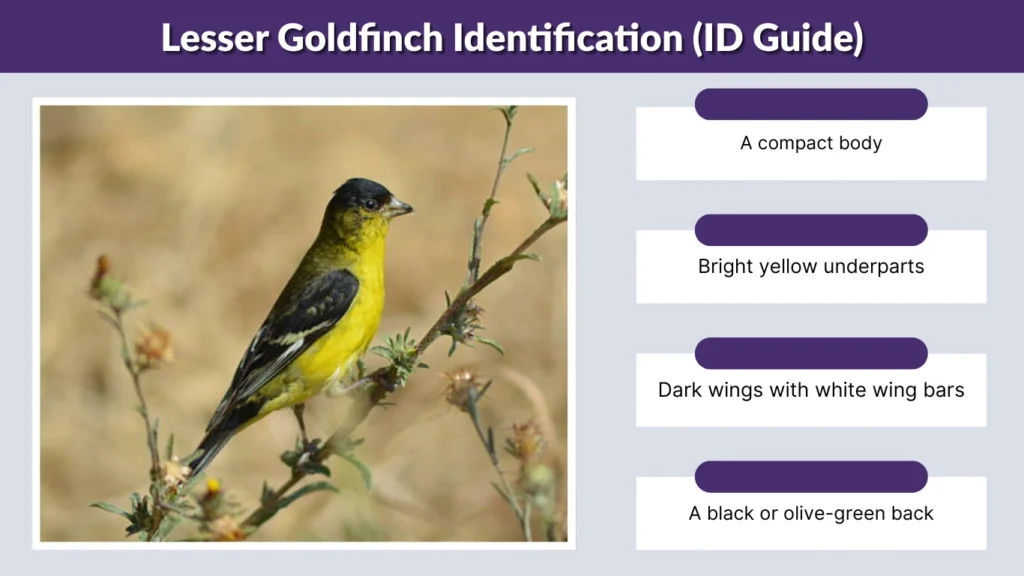 Lesser Goldfinch Identification (ID Guide)