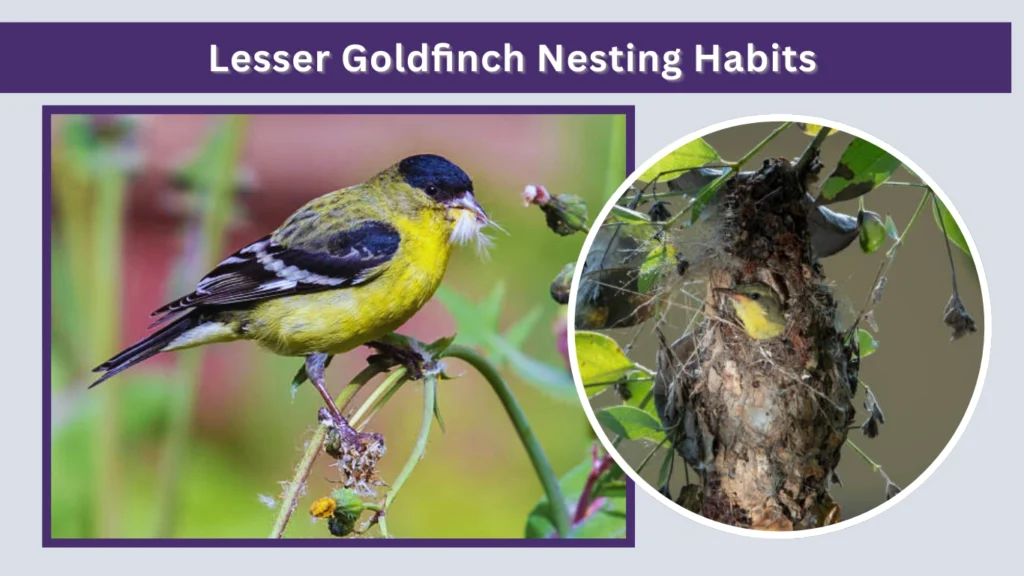 Lesser Goldfinch Nesting Habits