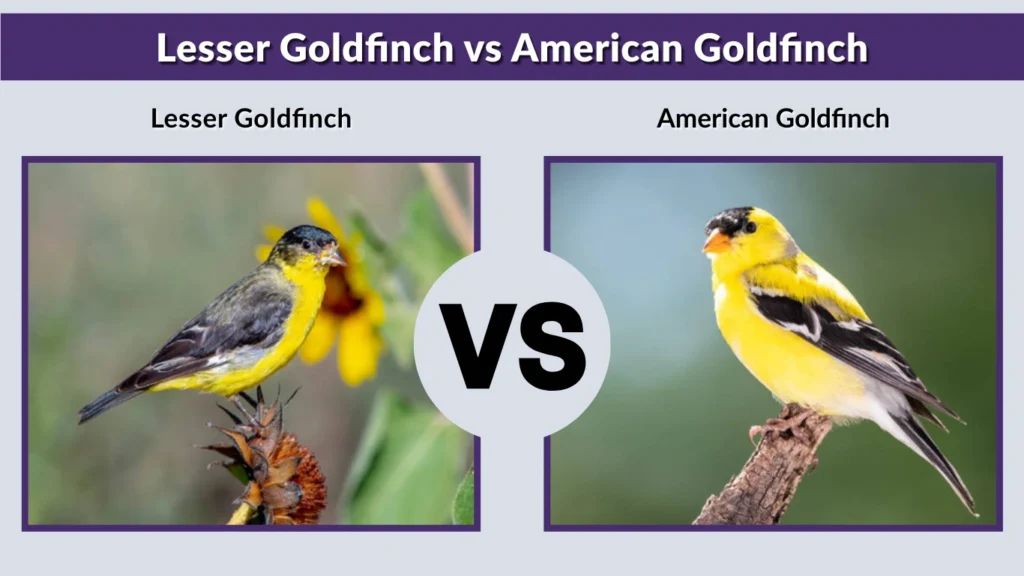 Lesser Goldfinch vs American Goldfinch