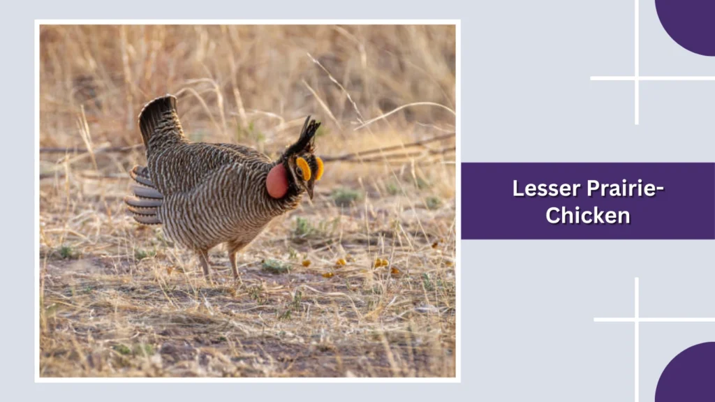 Lesser Prairie-Chicken
