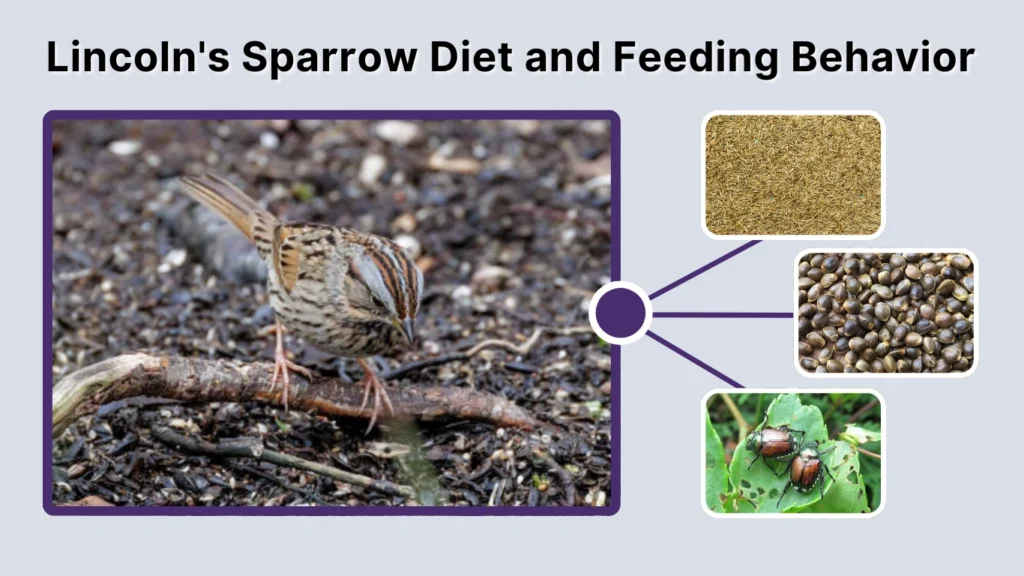 Lincoln's Sparrow Diet and Feeding Behavior