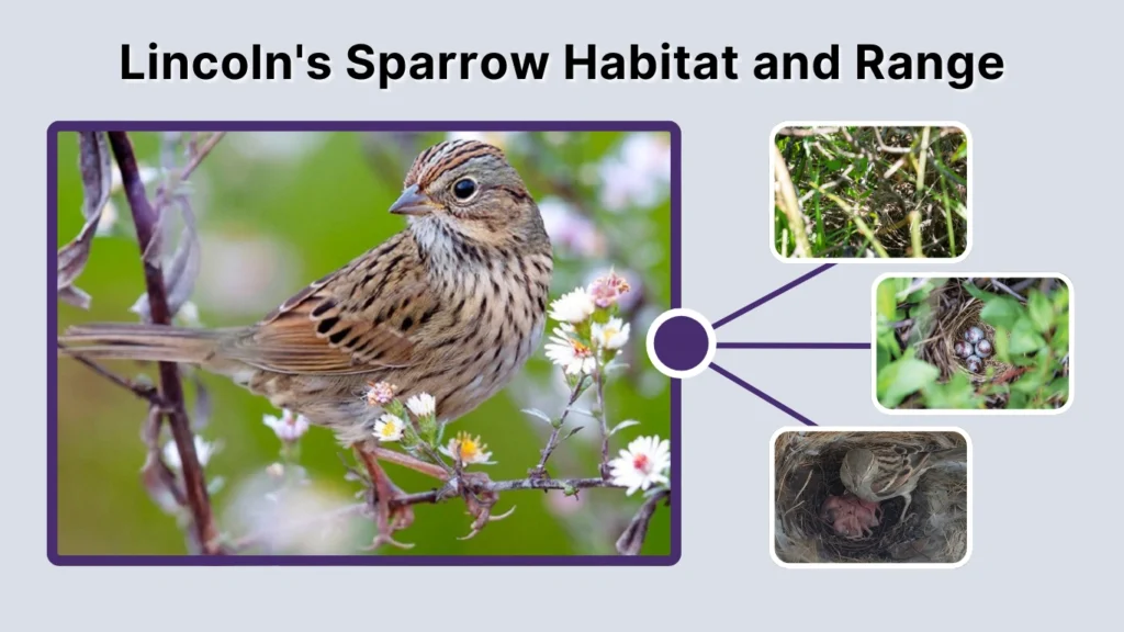 Lincoln's Sparrow Habitat and Range