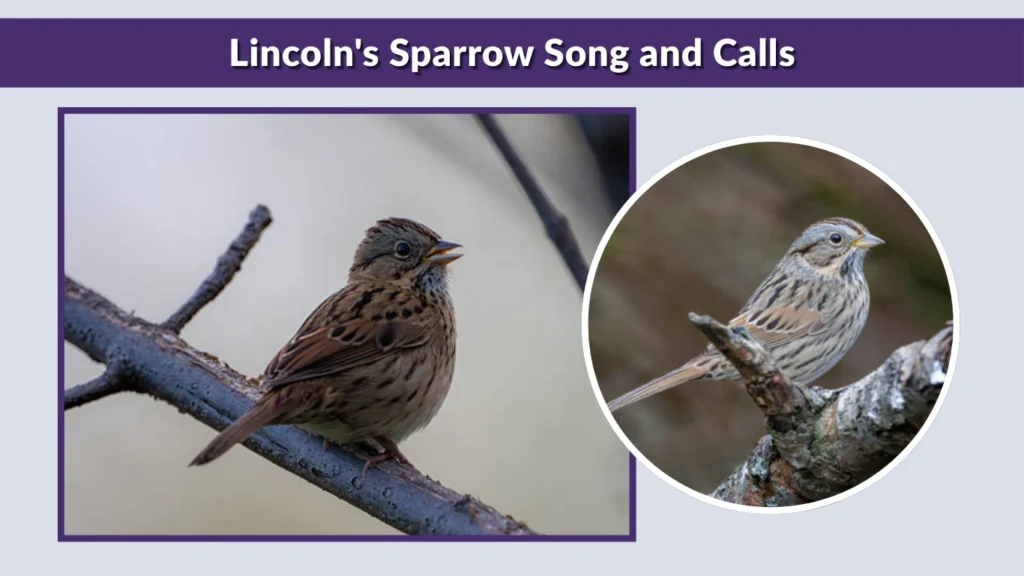 Lincoln's Sparrow Song and Calls
