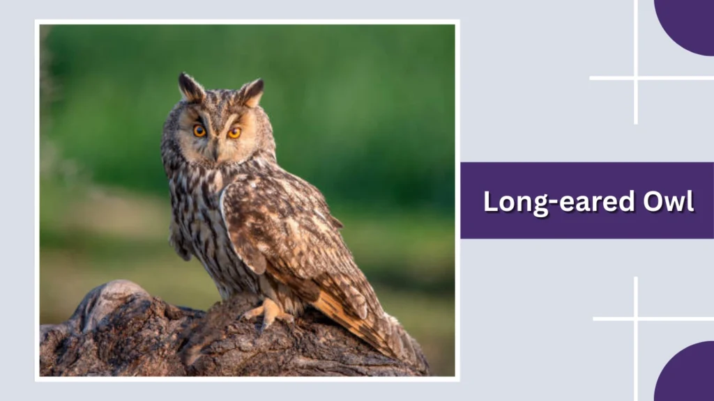 Long-eared Owl