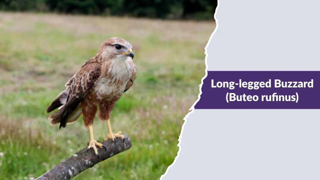 Long-legged Buzzard (Buteo rufinus)