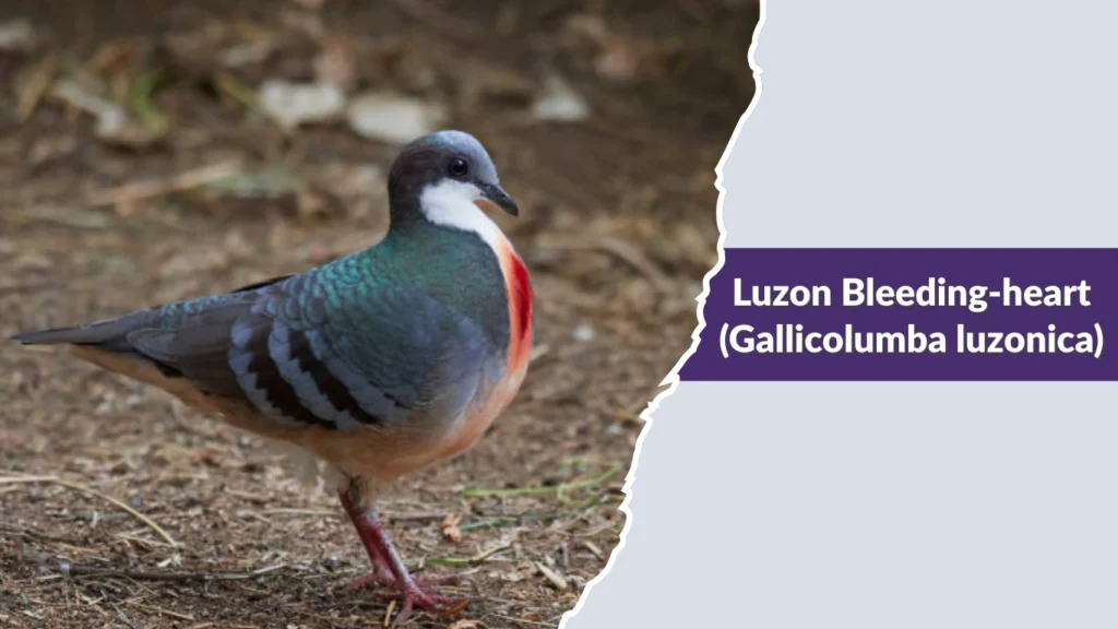Luzon Bleeding-heart (Gallicolumba luzonica)