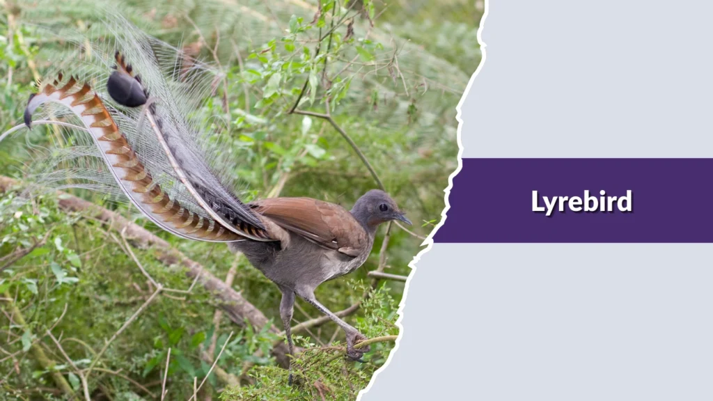 Lyrebird