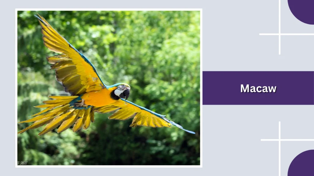 Macaw
