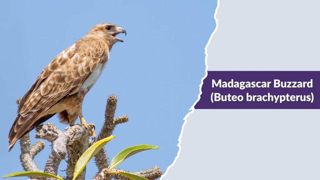 Madagascar Buzzard (Buteo brachypterus)