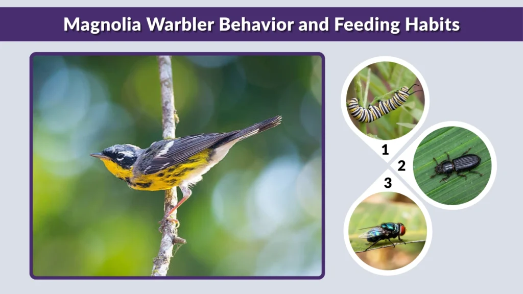 Magnolia Warbler Behavior and Feeding Habits