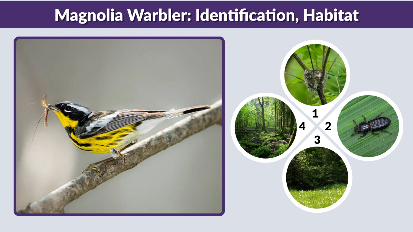 Magnolia Warbler: Identification, Habitat, and Migration Guide