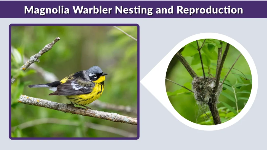 Magnolia Warbler Nesting and Reproduction