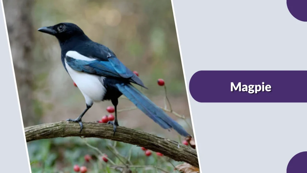 Magpie