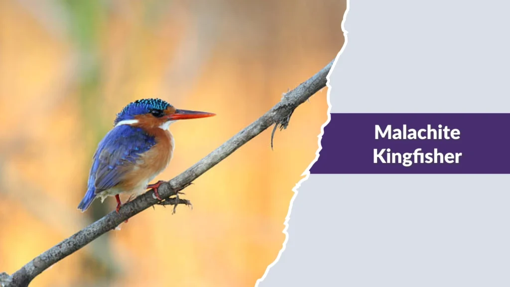 Malachite Kingfisher