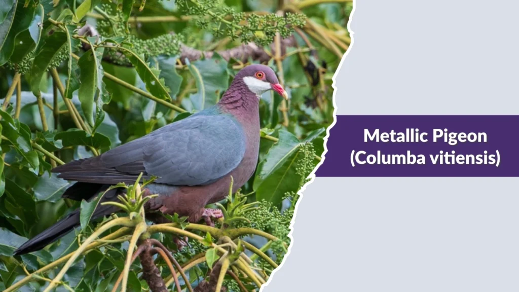 Metallic Pigeon (Columba vitiensis)