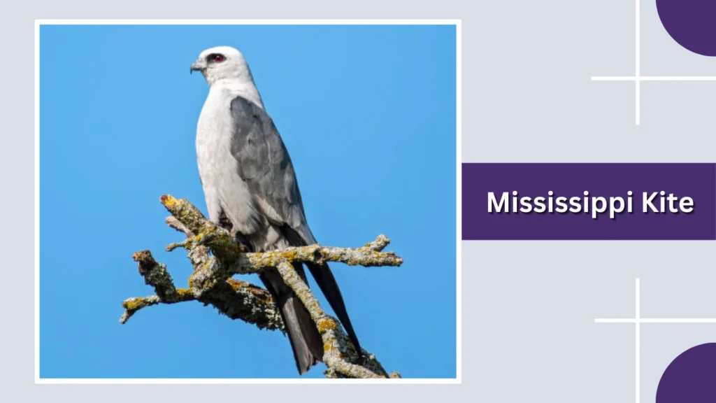 Mississippi Kite