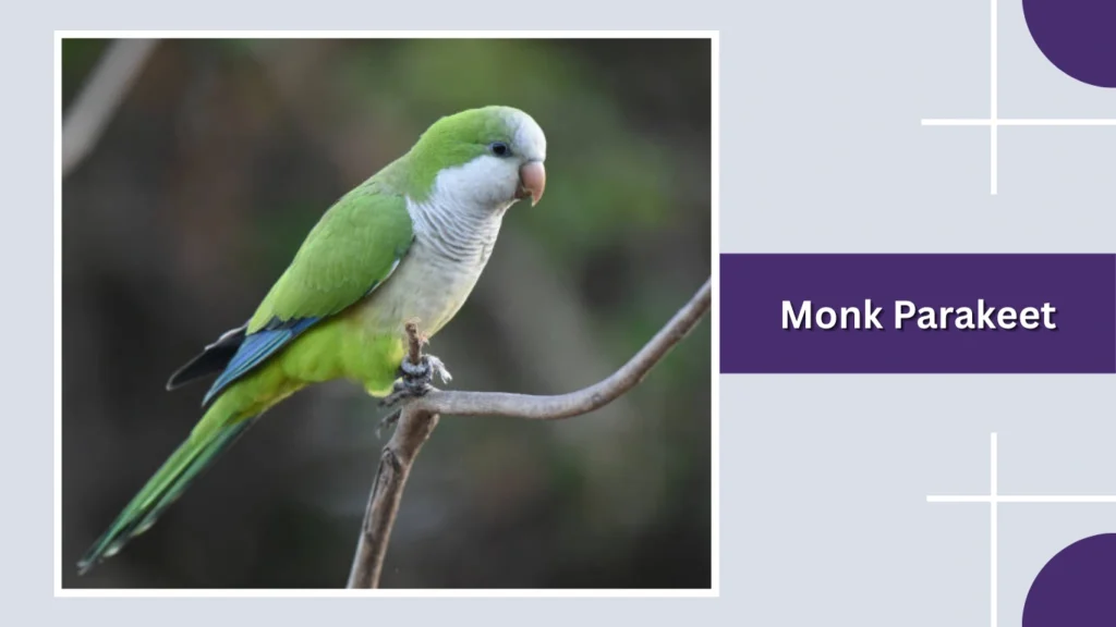 Monk Parakeet