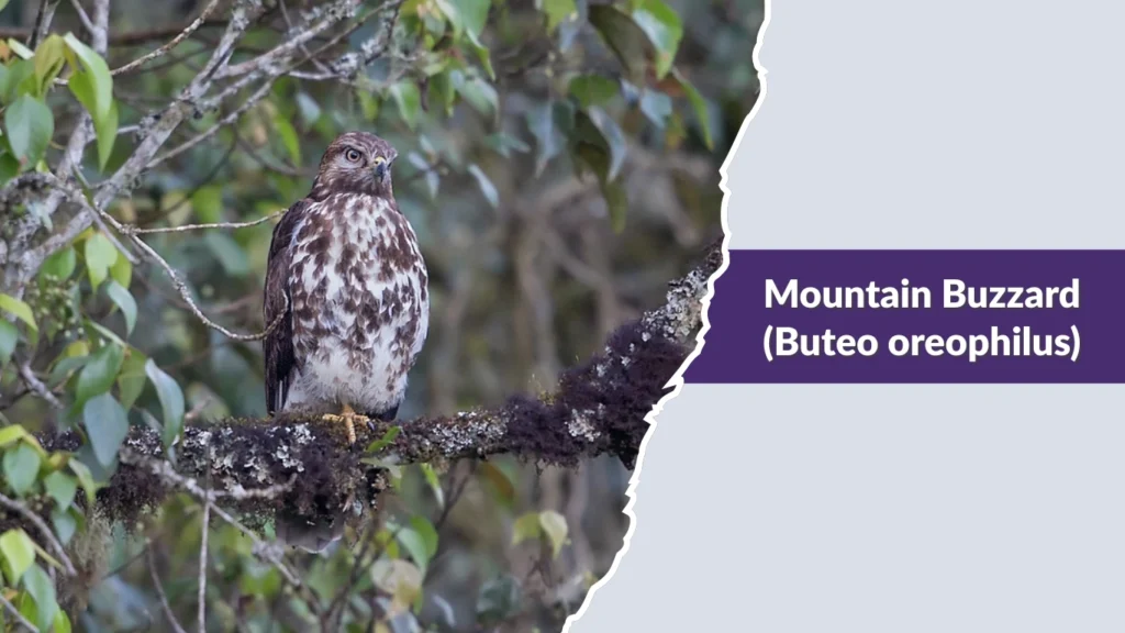 Mountain Buzzard (Buteo oreophilus)