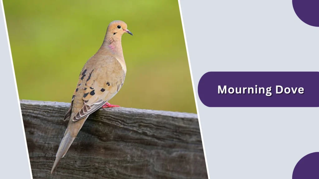 Mourning Dove