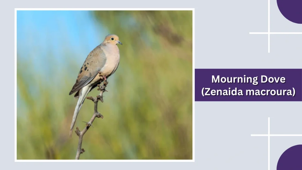 Mourning Dove (Zenaida macroura)