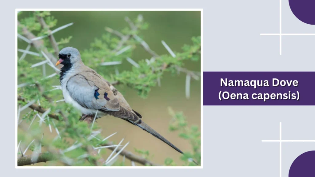 Namaqua Dove (Oena capensis)