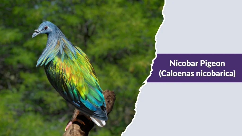 Nicobar Pigeon (Caloenas nicobarica)