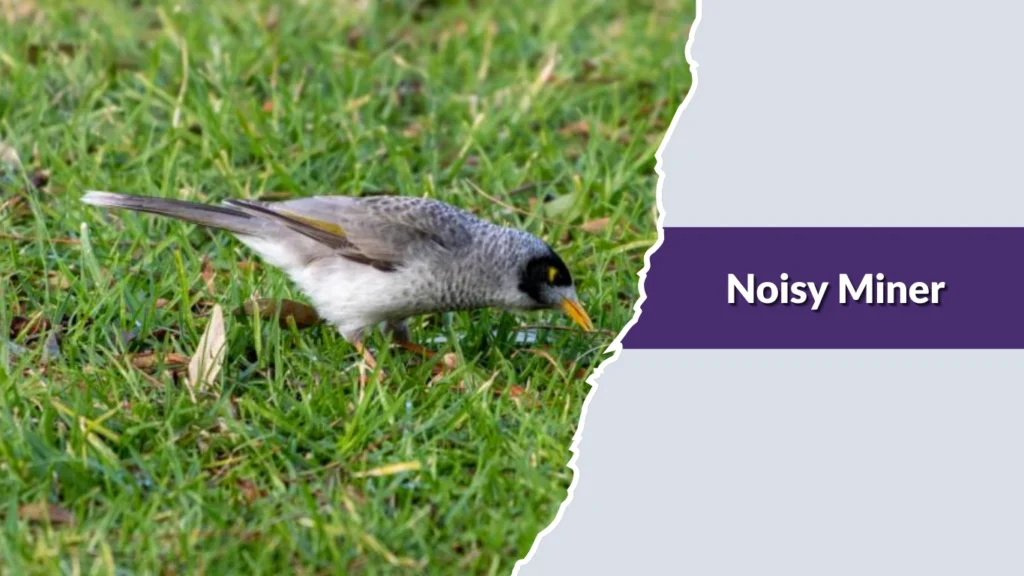 Noisy Miner
