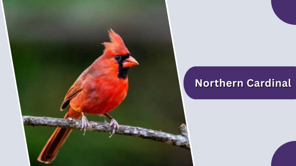 Northern Cardinal