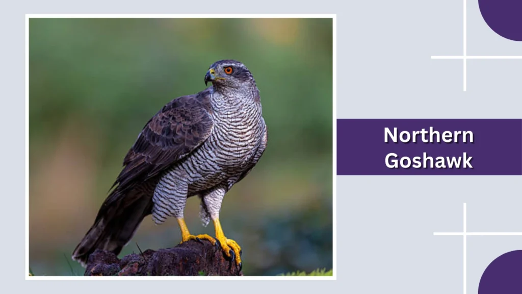 Northern Goshawk