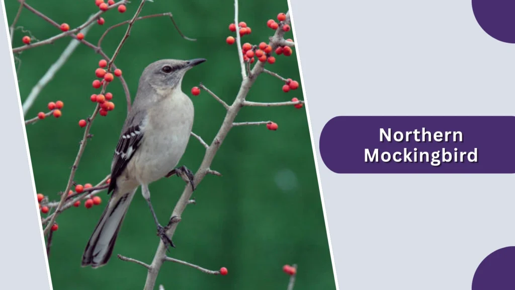 Northern Mockingbird
