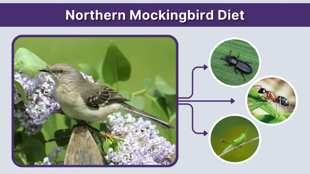 Northern Mockingbird Diet